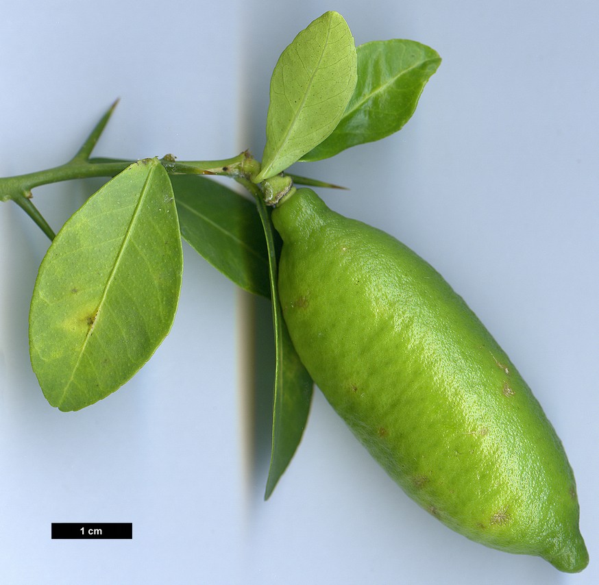 High resolution image: Family: Rutaceae - Genus: Citrus - Taxon: australasica